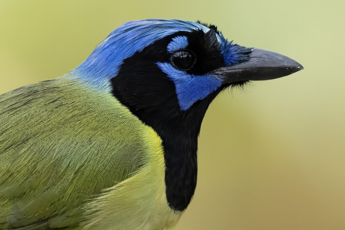 Green Jay - ML614457328