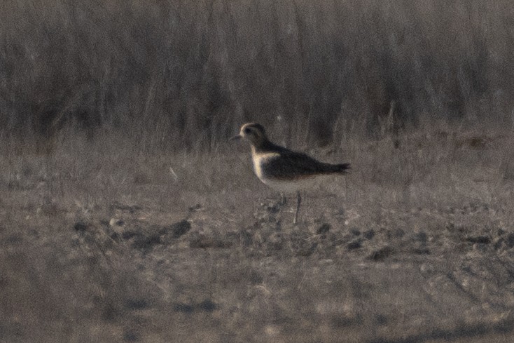 European Golden-Plover - ML614457367