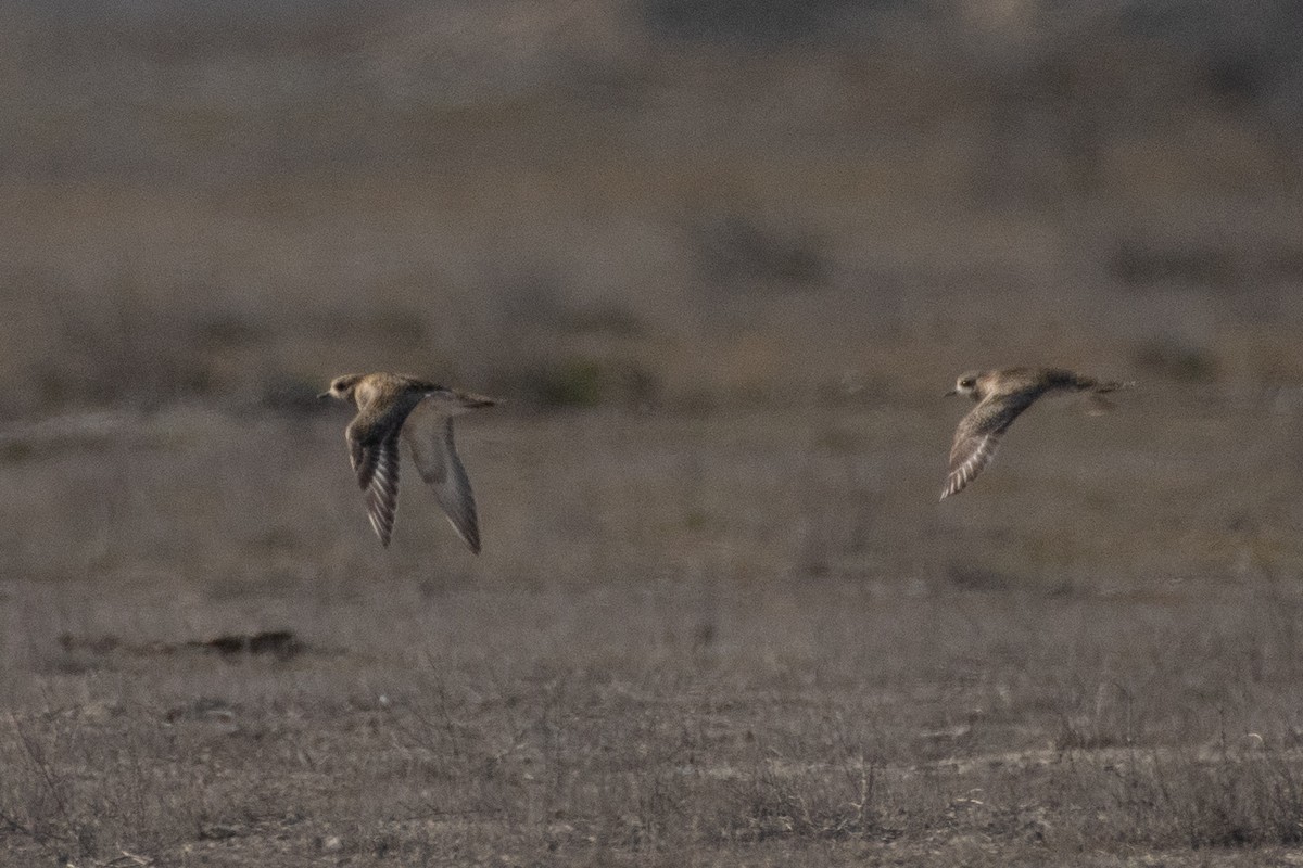 European Golden-Plover - ML614457368