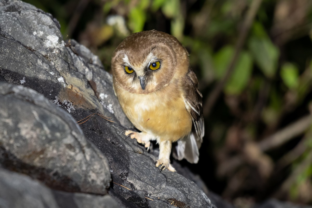 Unspotted Saw-whet Owl - ML614457377