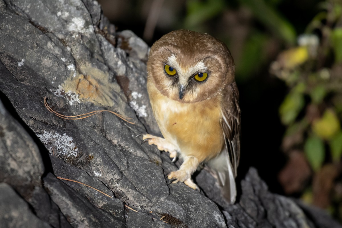 Unspotted Saw-whet Owl - Daniel Mérida