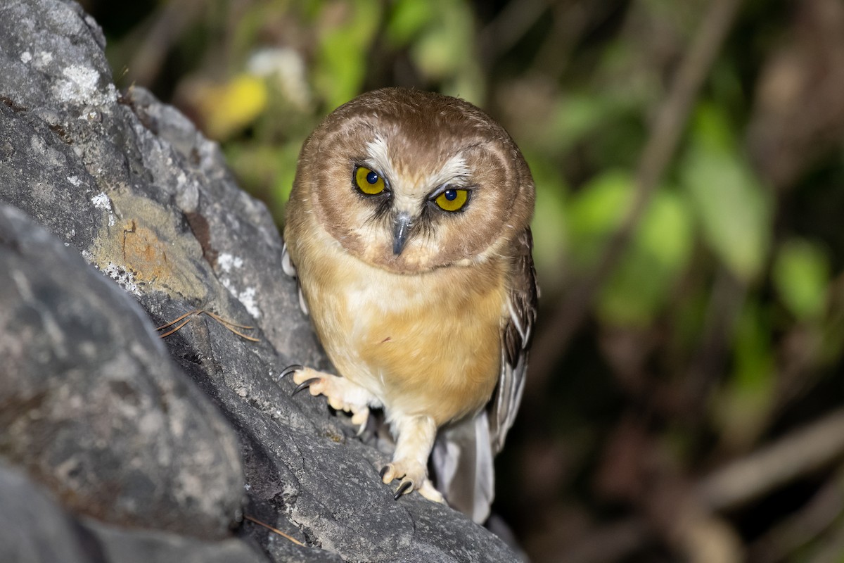 Unspotted Saw-whet Owl - ML614457380