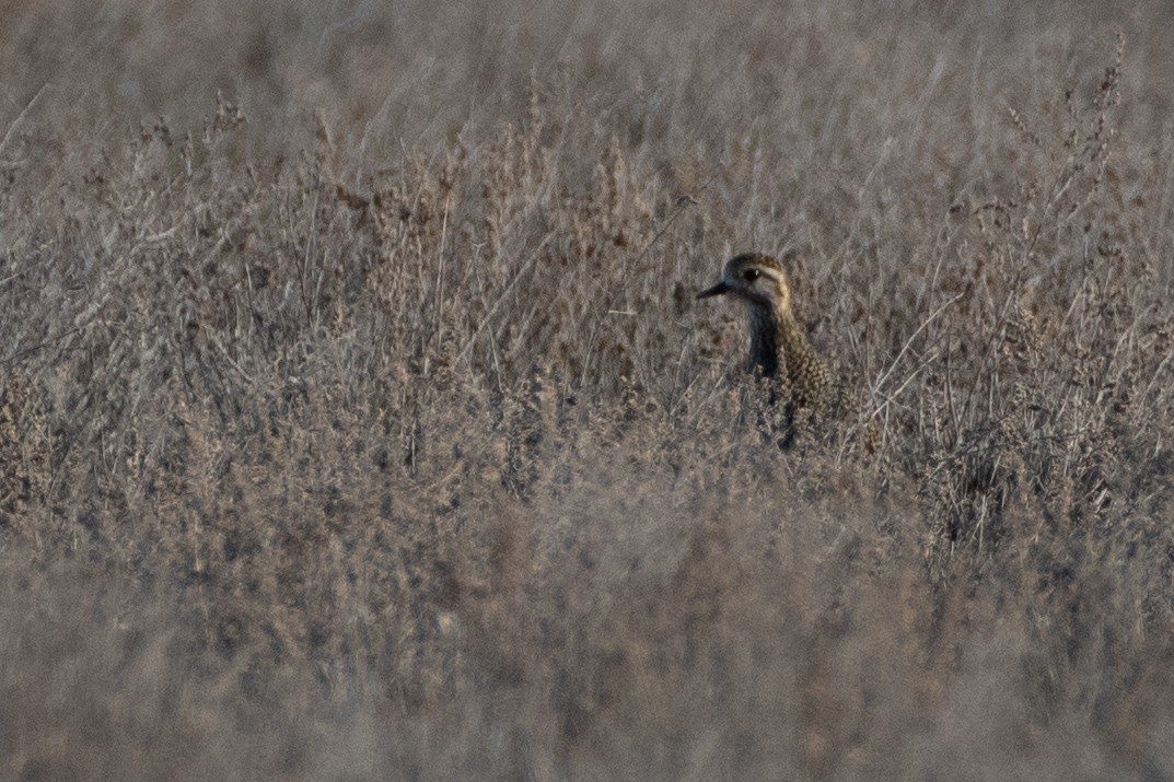European Golden-Plover - ML614457394