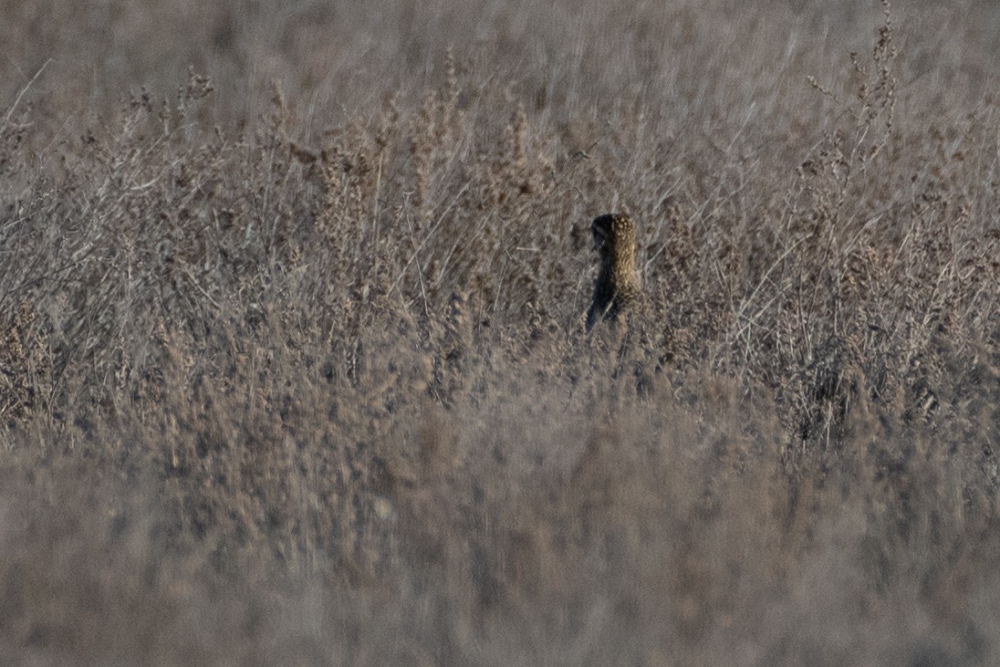 European Golden-Plover - ML614457395