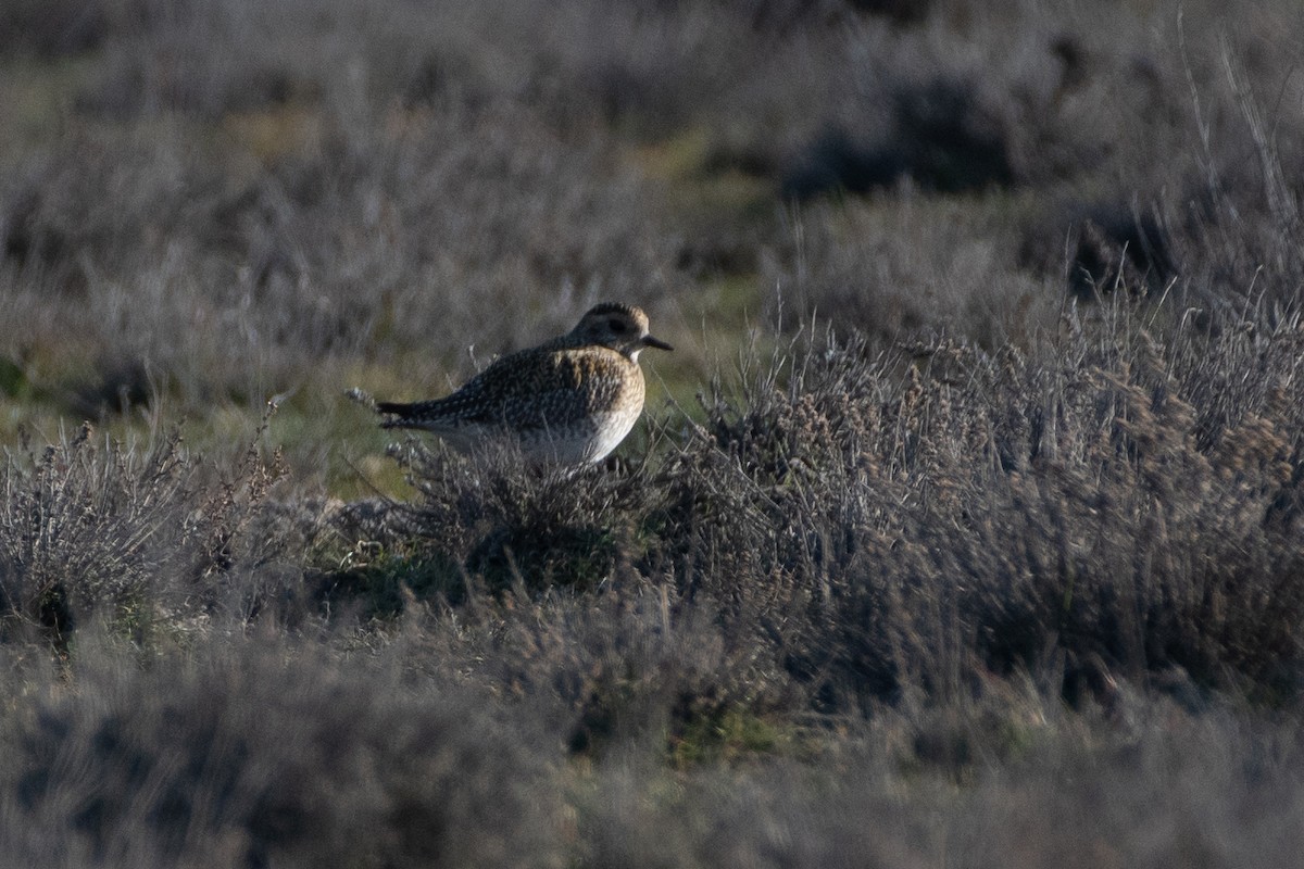 European Golden-Plover - ML614457396