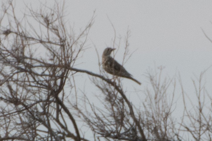 Mistle Thrush - ML614457436