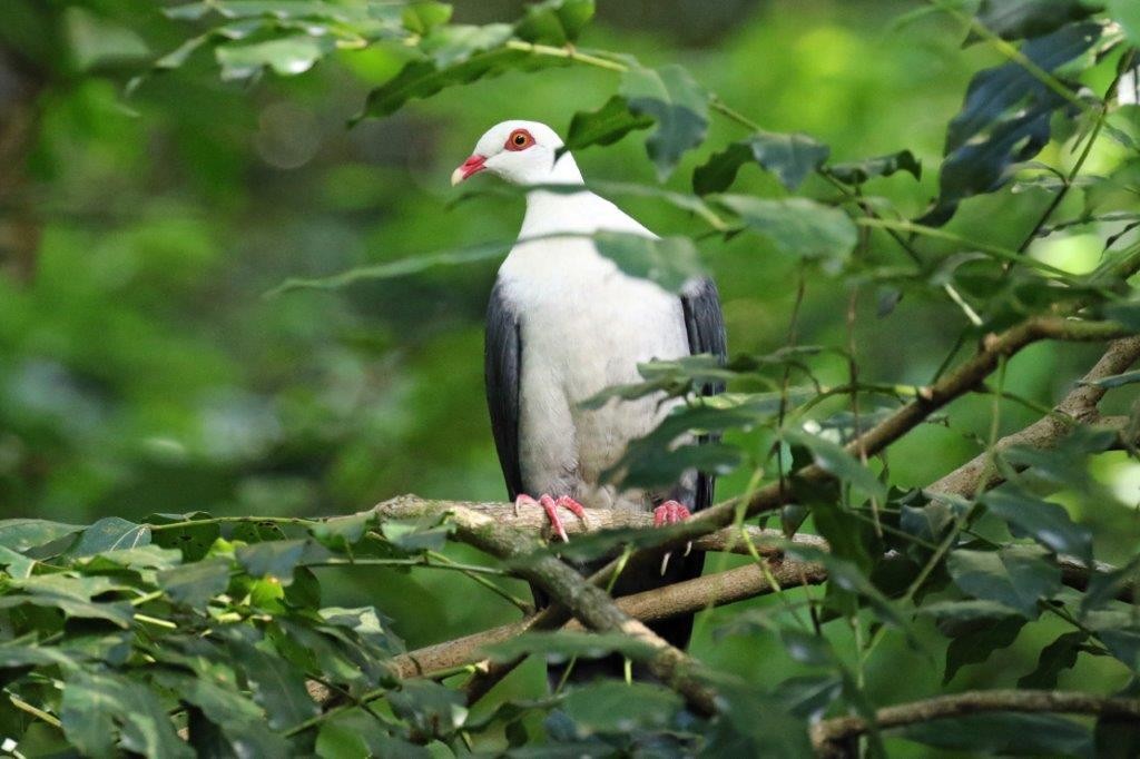 White-headed Pigeon - U3A Bird Group Two