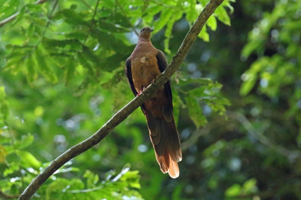 Brown Cuckoo-Dove - U3A Bird Group Two