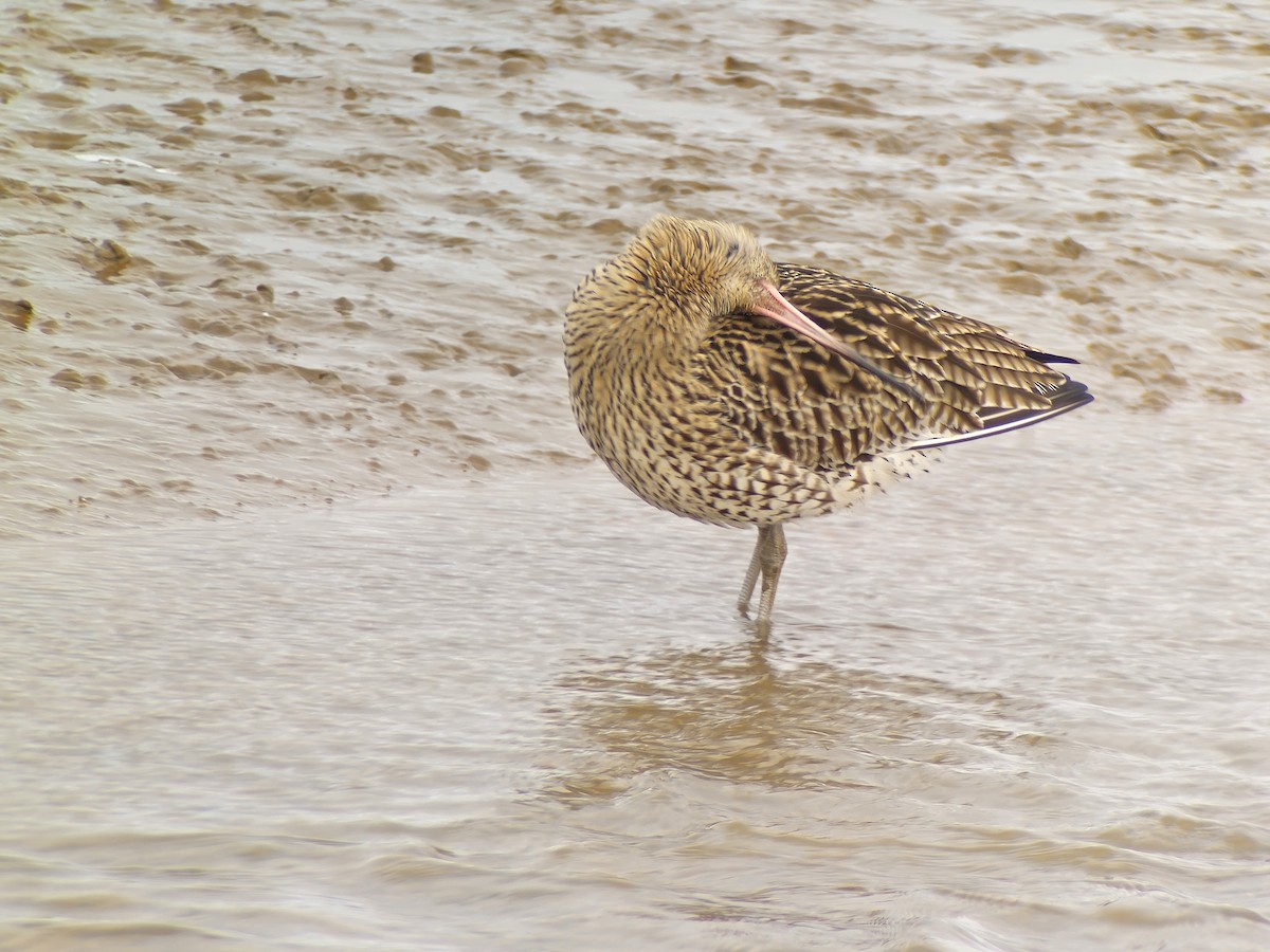 Eurasian Curlew - ML614457527