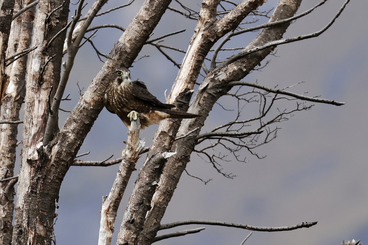 New Zealand Falcon - Anonymous