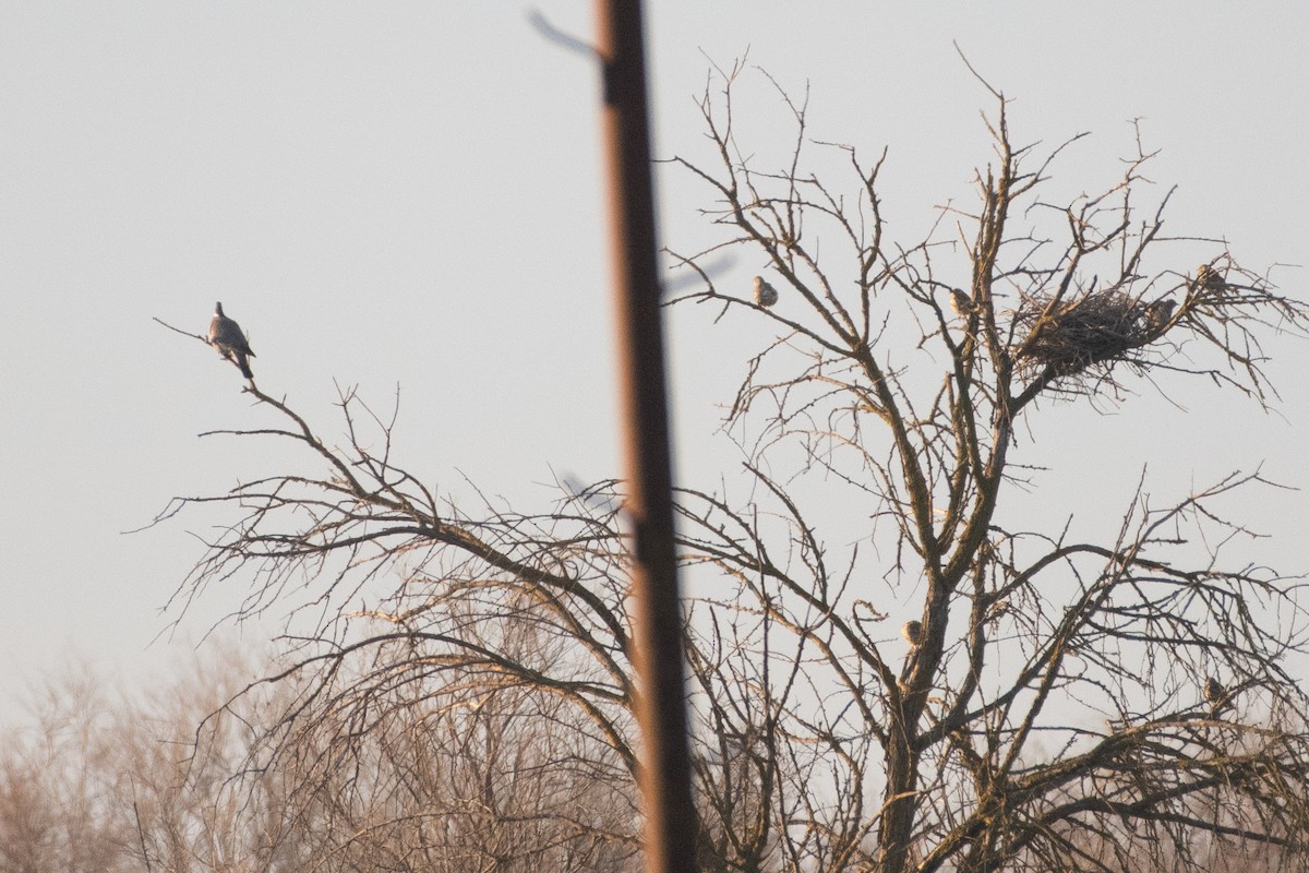 Common Wood-Pigeon - ML614457590