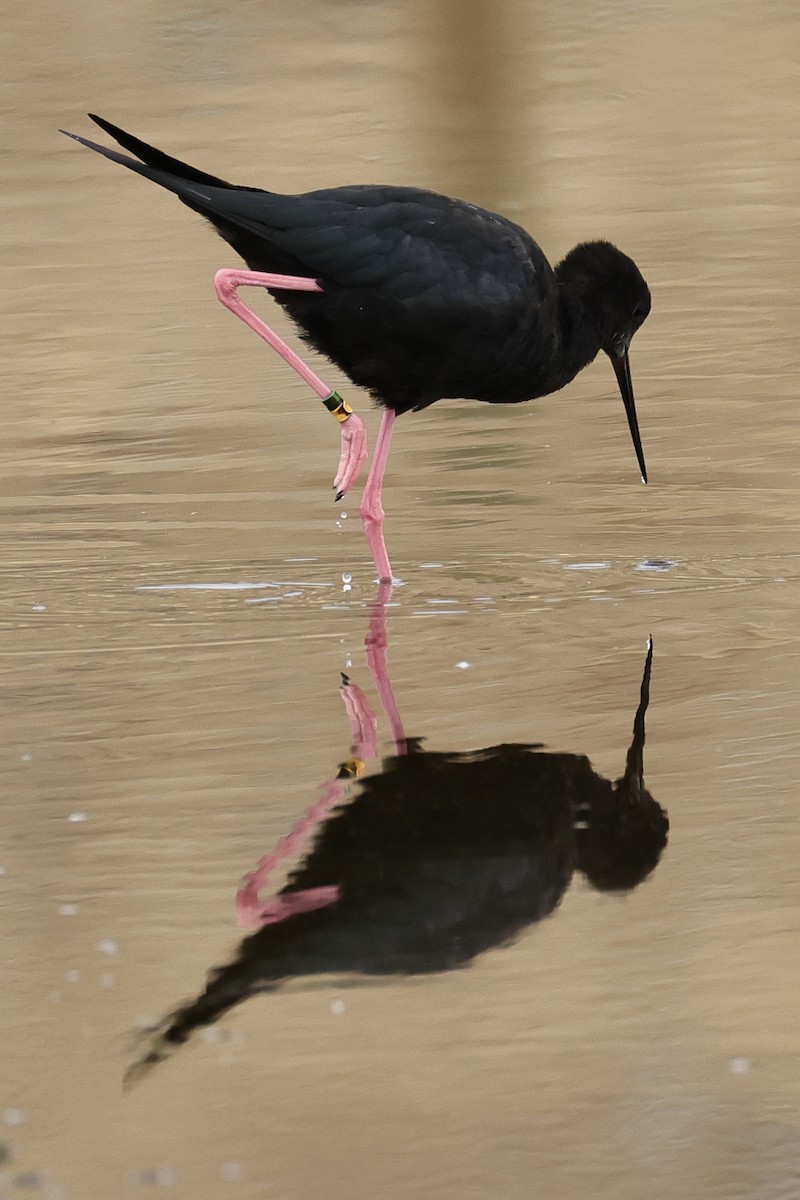 Black Stilt - ML614457597