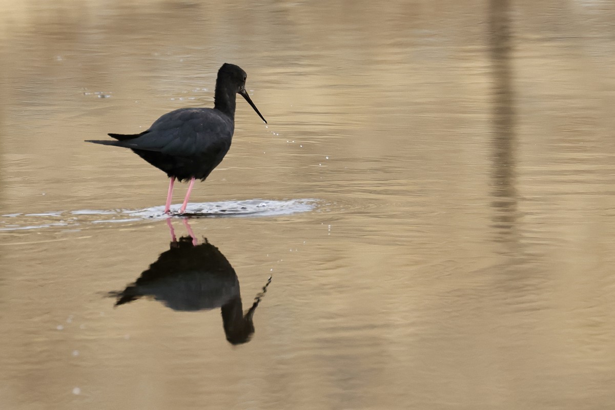 Black Stilt - Anonymous