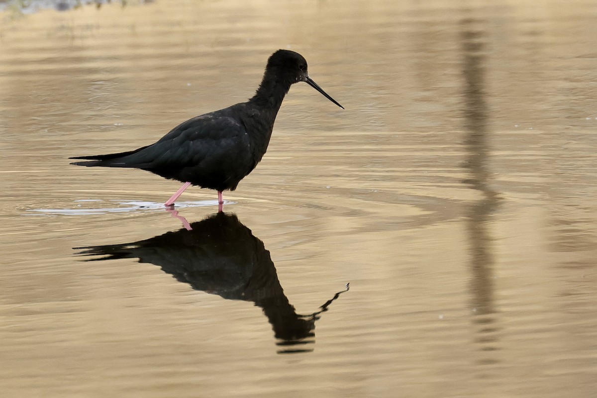 Black Stilt - ML614457603