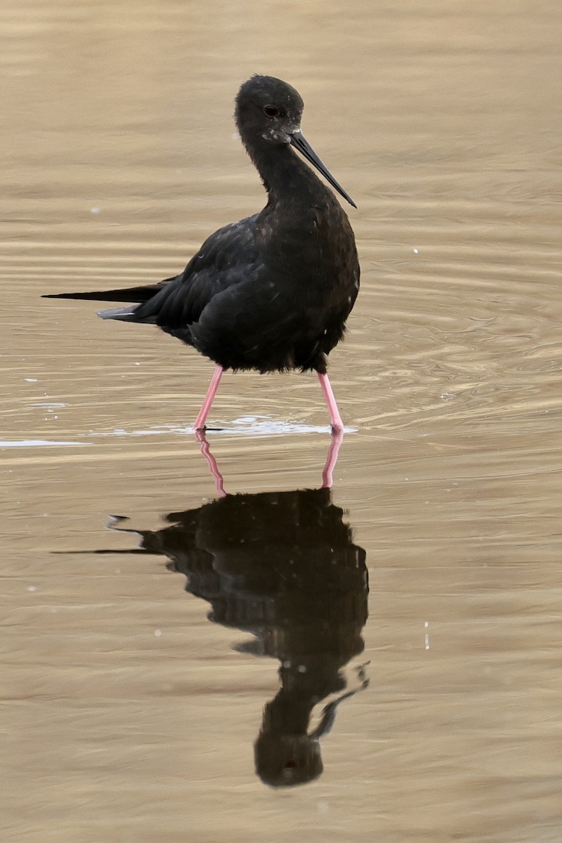 Black Stilt - ML614457605