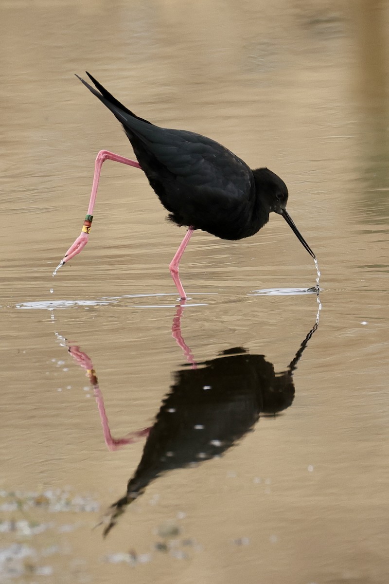 Black Stilt - Anonymous