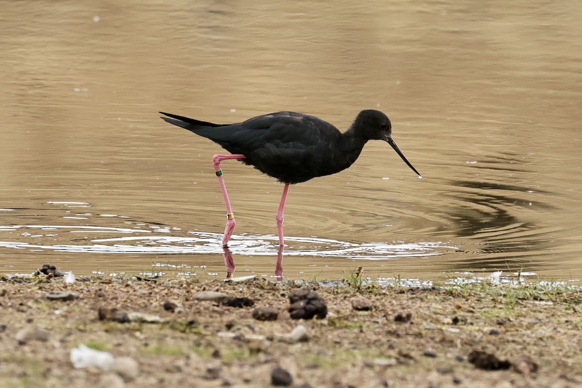 Black Stilt - ML614457608