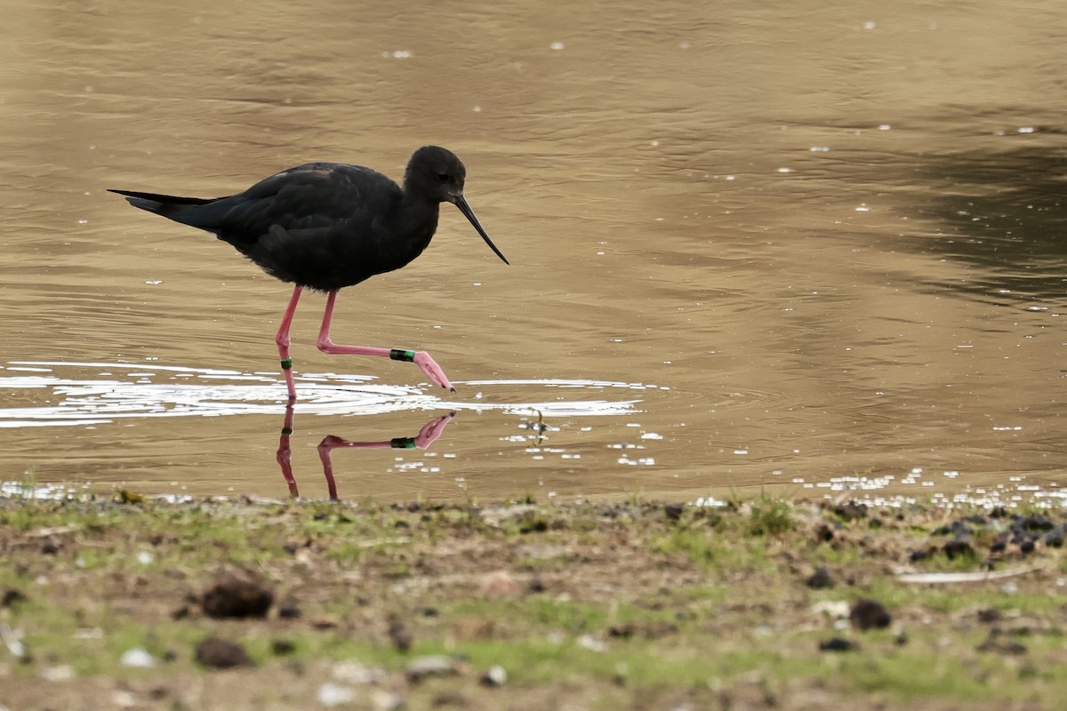 Black Stilt - ML614457609