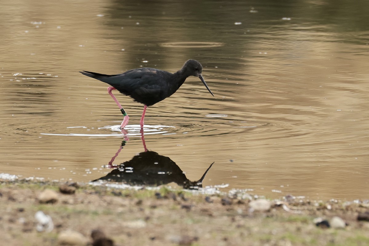 Black Stilt - ML614457610