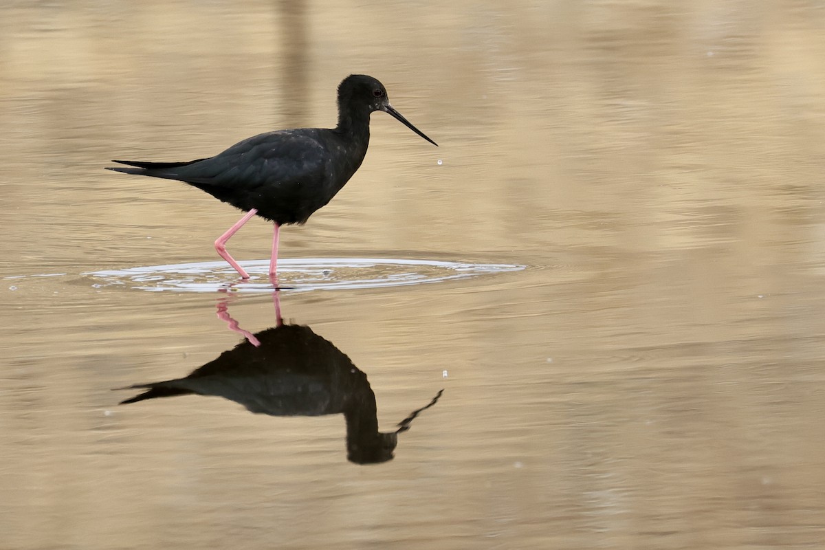 Black Stilt - ML614457611