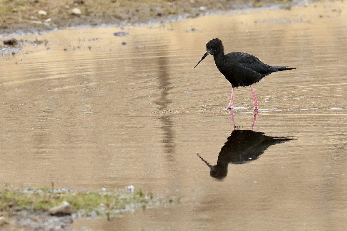 Black Stilt - ML614457613