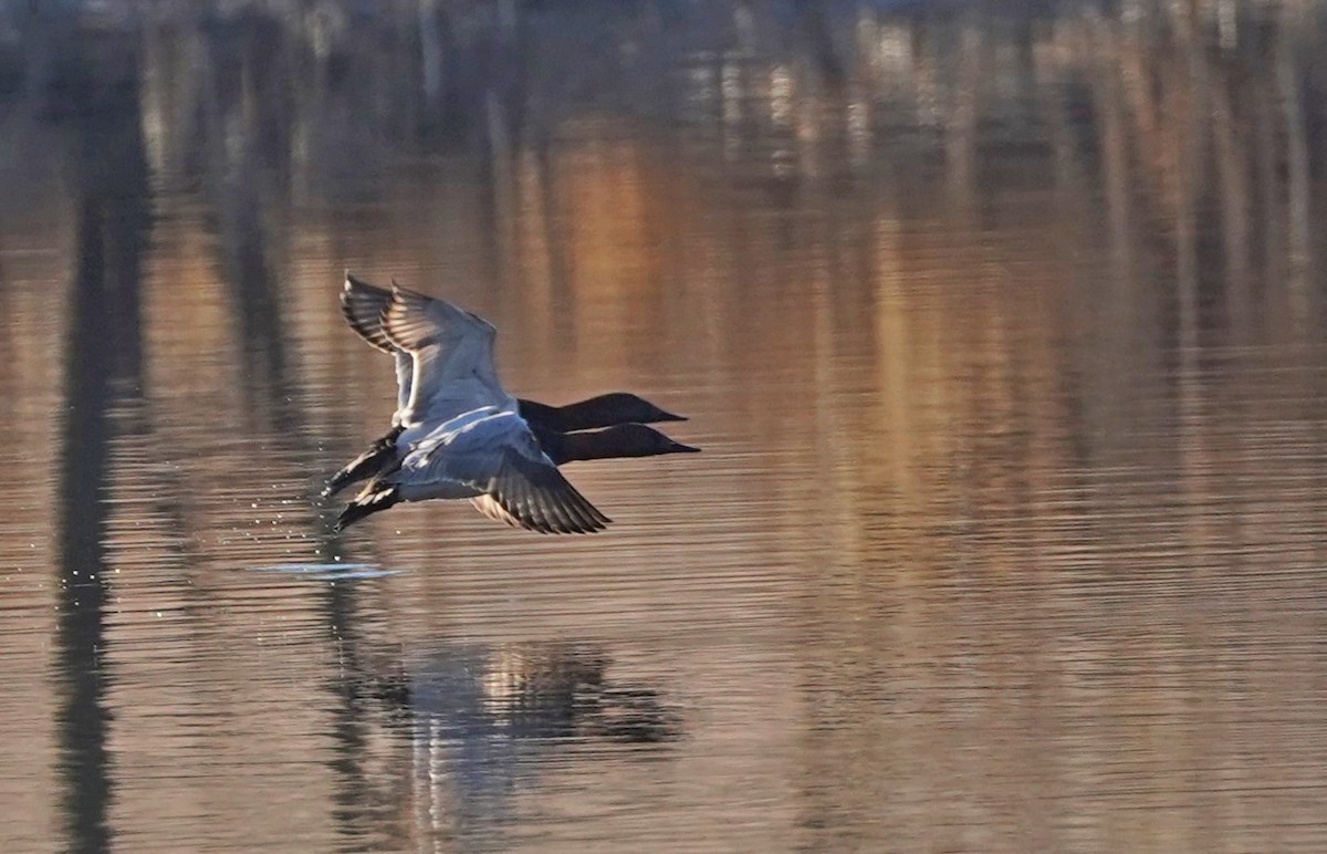 Canvasback - John Daniel