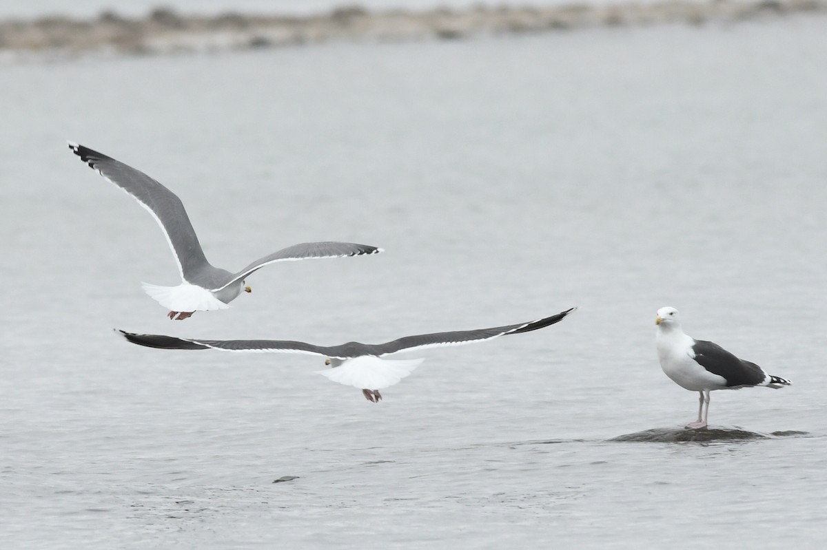 Herring x Great Black-backed Gull (hybrid) - Kiah R. Jasper