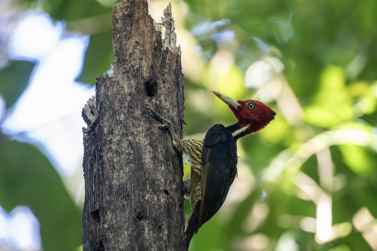 Pale-billed Woodpecker - Eric Schertler
