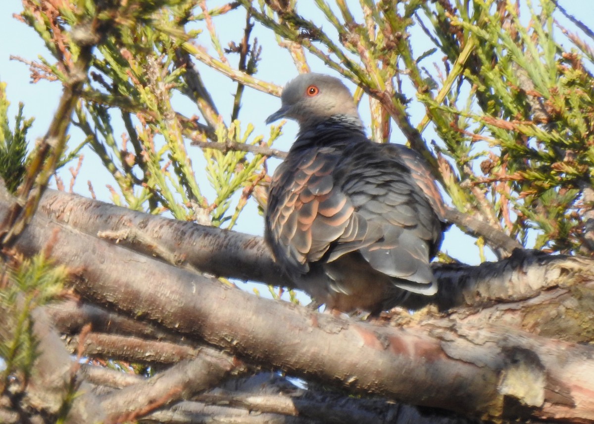 Oriental Turtle-Dove - Rudyard Wallen