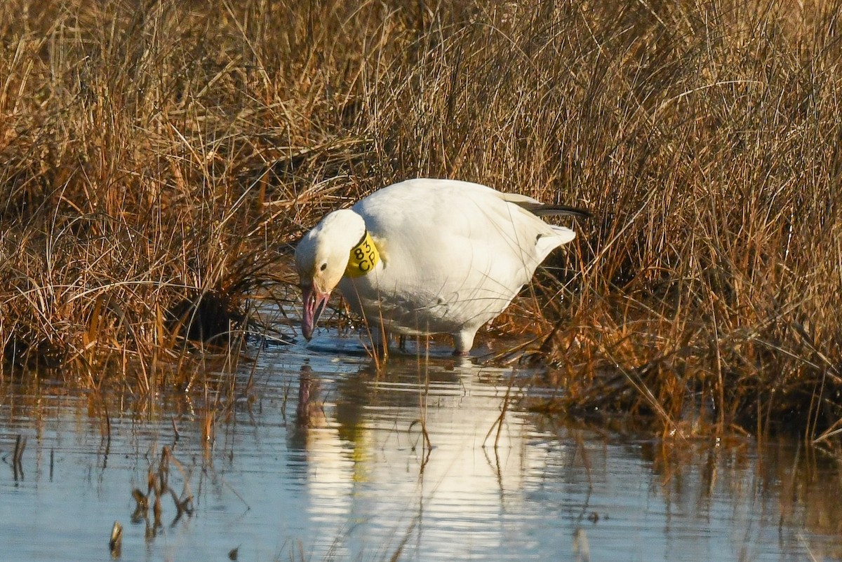 Snow Goose - ML614457700