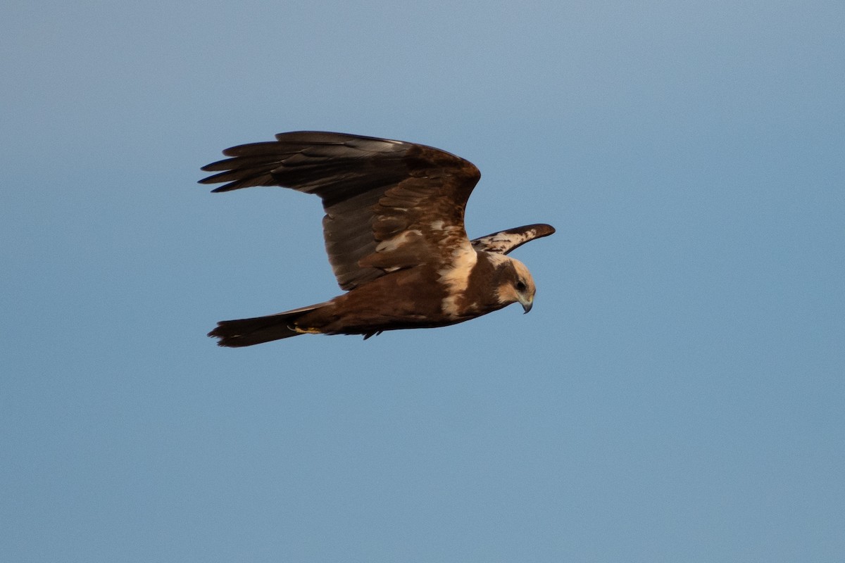 Western Marsh Harrier - ML614457722