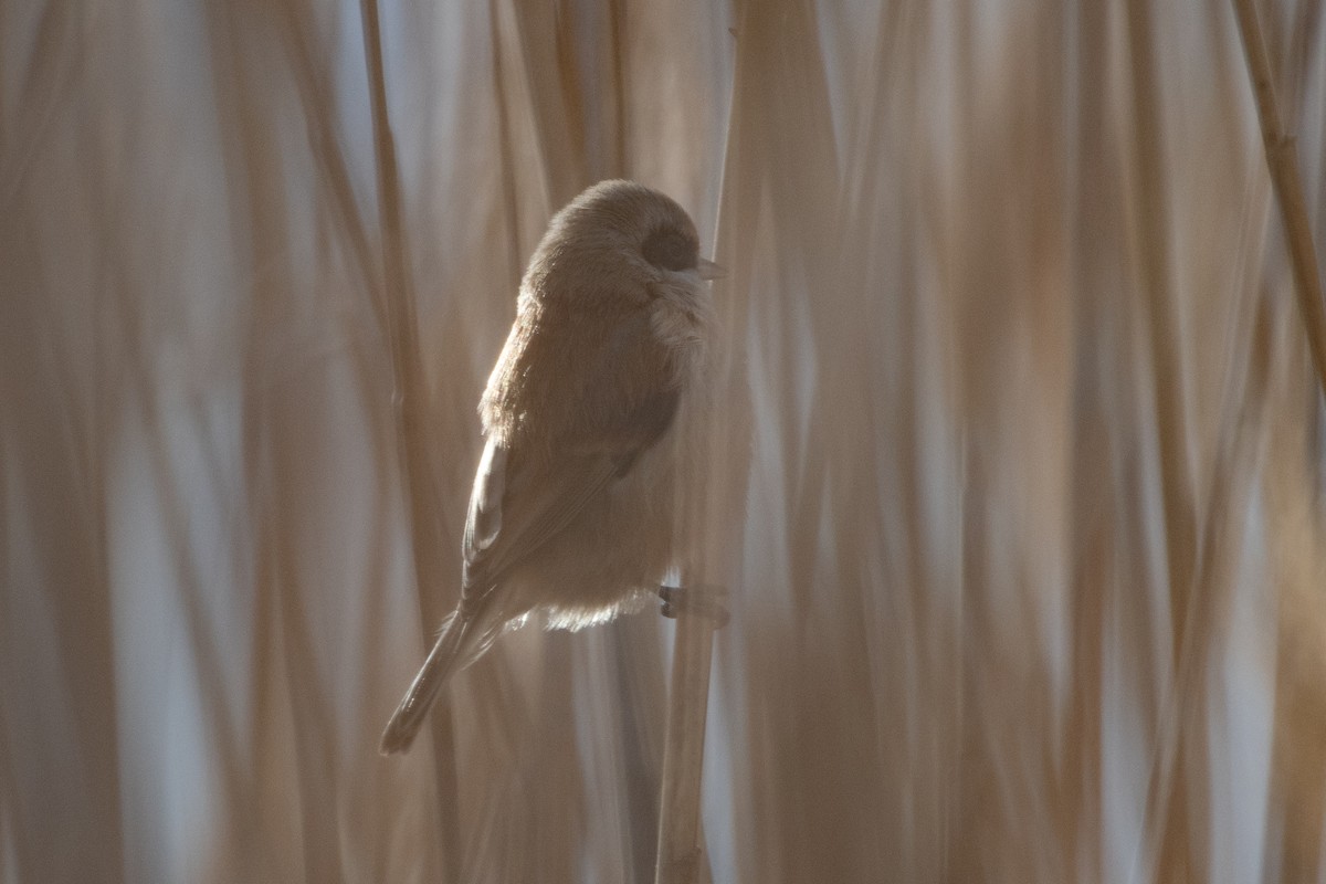 Eurasian Penduline-Tit - Grigory Evtukh