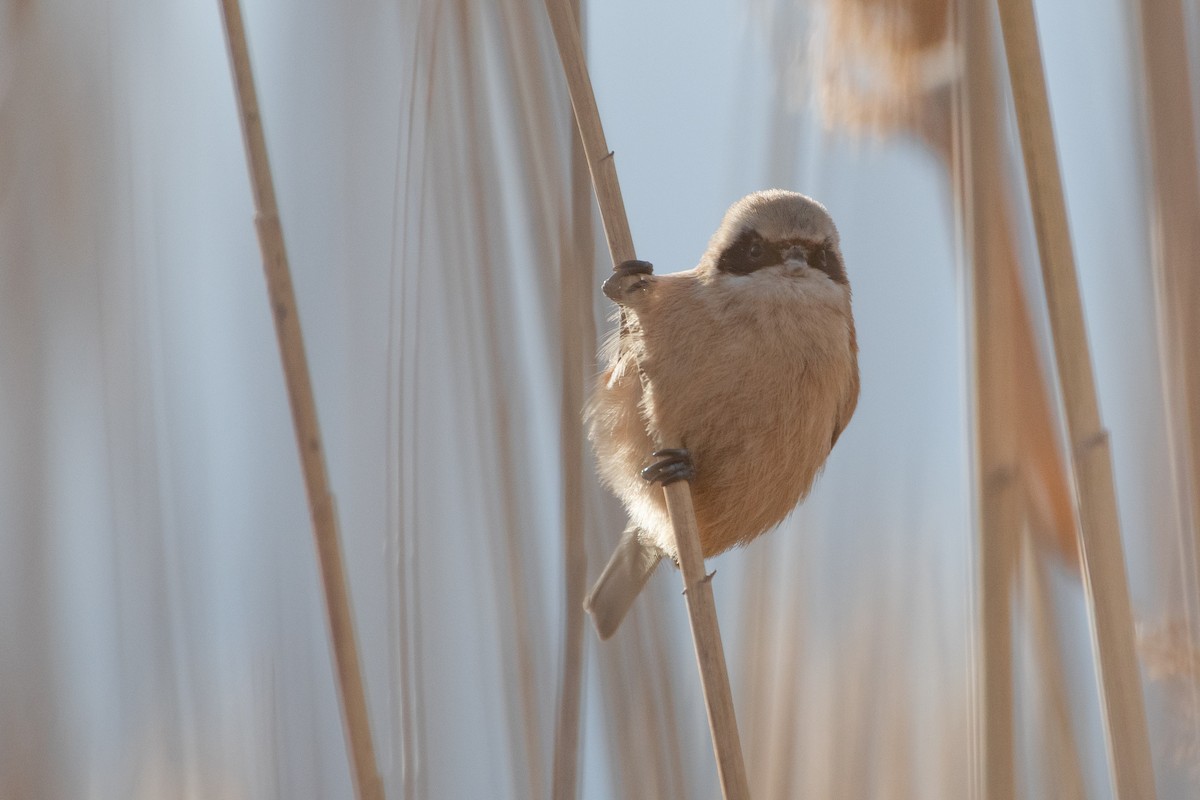 Eurasian Penduline-Tit - ML614457749