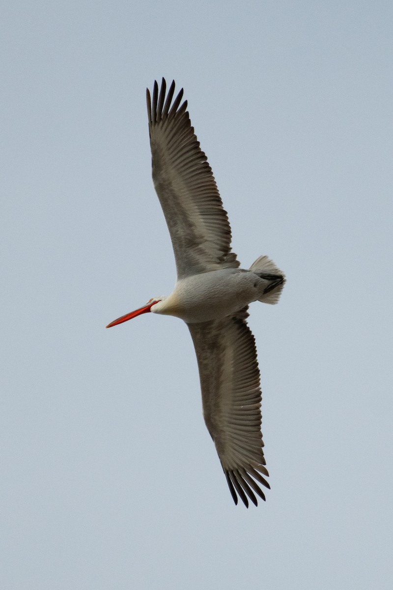 Dalmatian Pelican - Grigory Evtukh