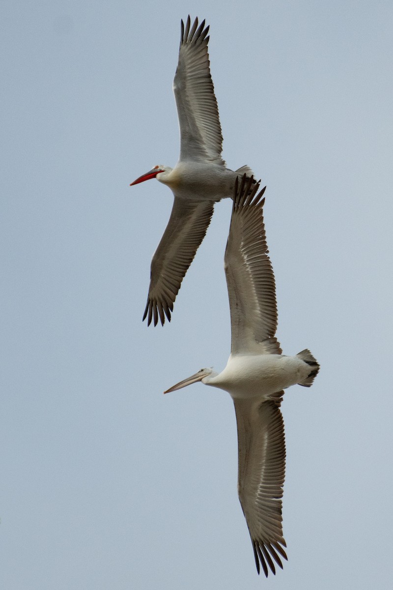 Dalmatian Pelican - Grigory Evtukh