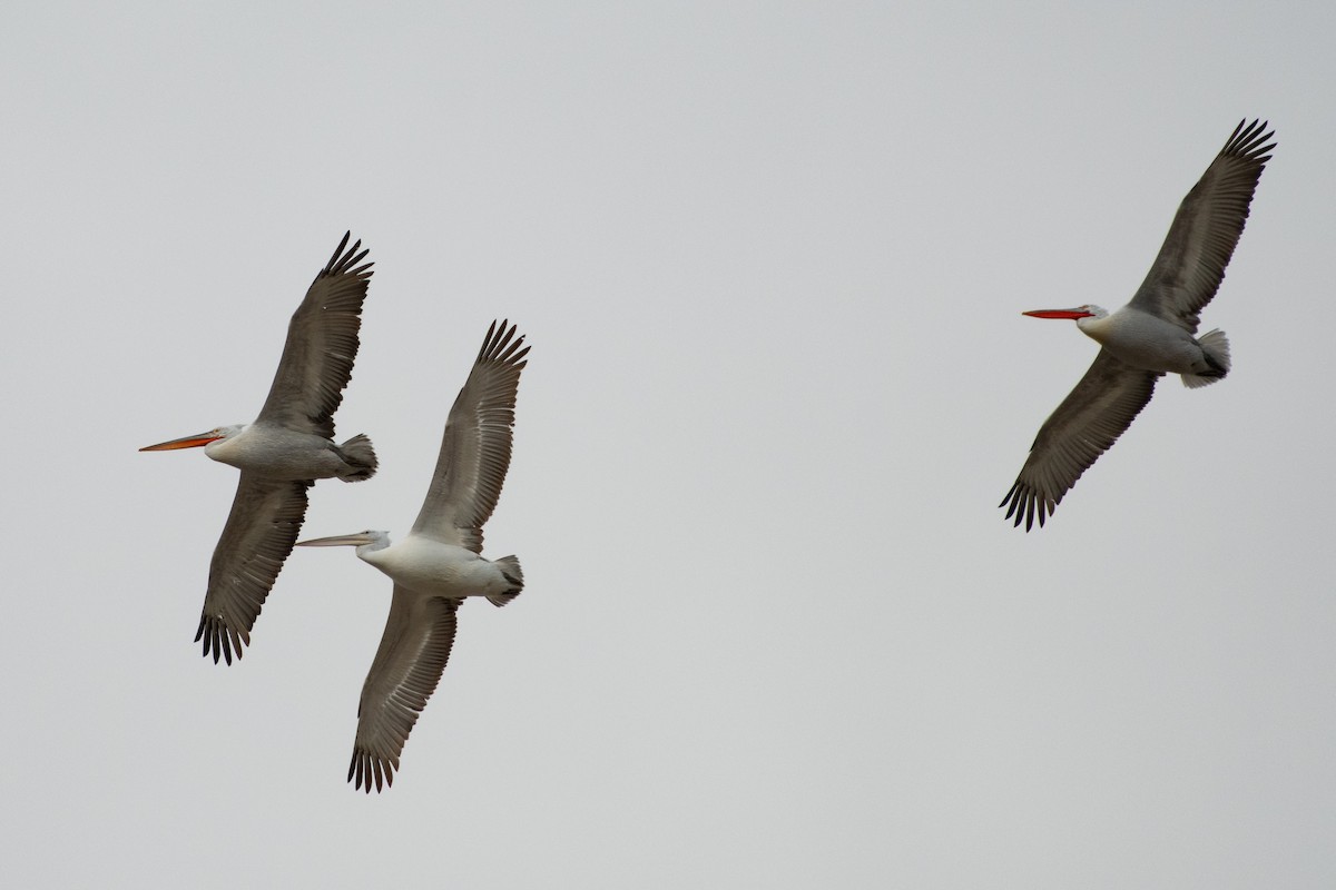 Dalmatian Pelican - ML614457757