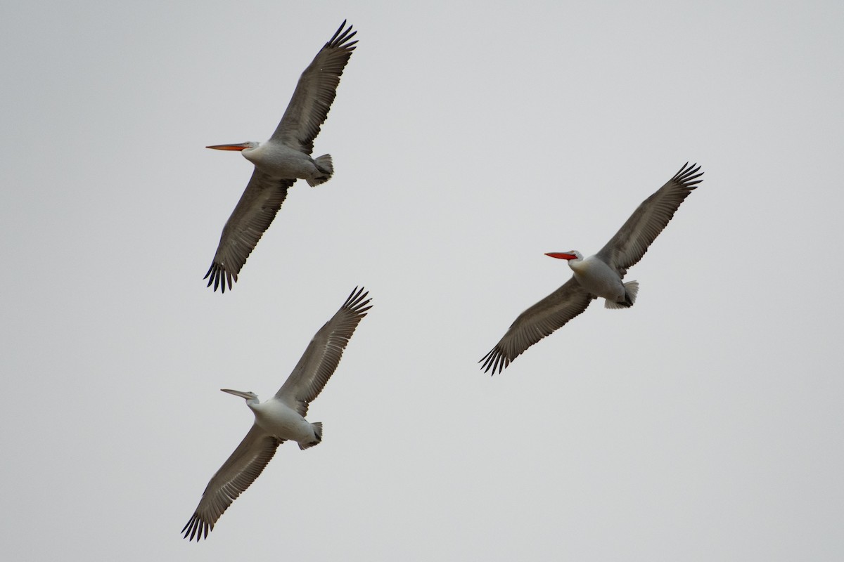 Dalmatian Pelican - ML614457758