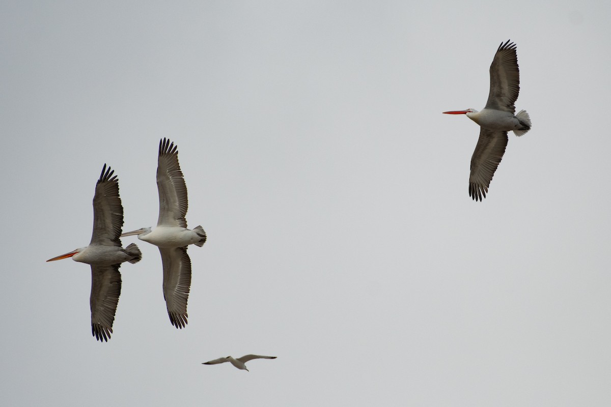 Dalmatian Pelican - Grigory Evtukh