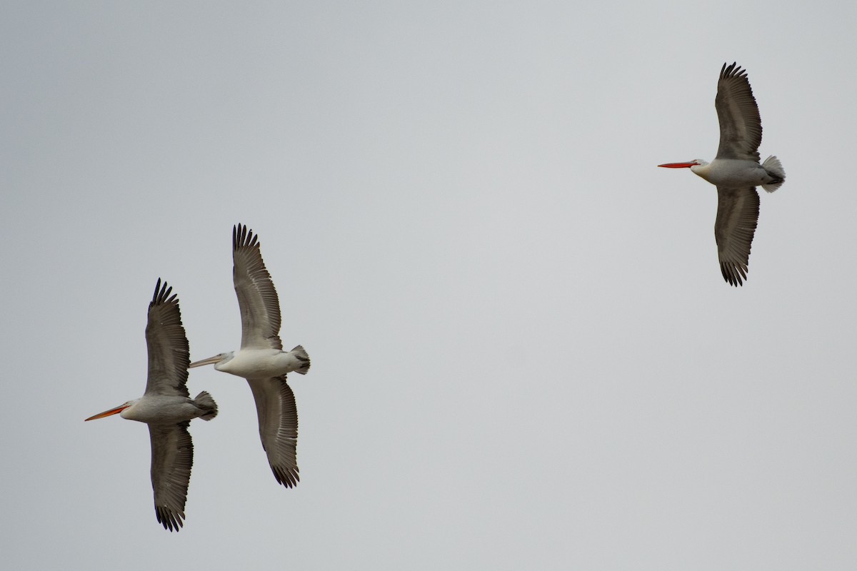 Dalmatian Pelican - ML614457760