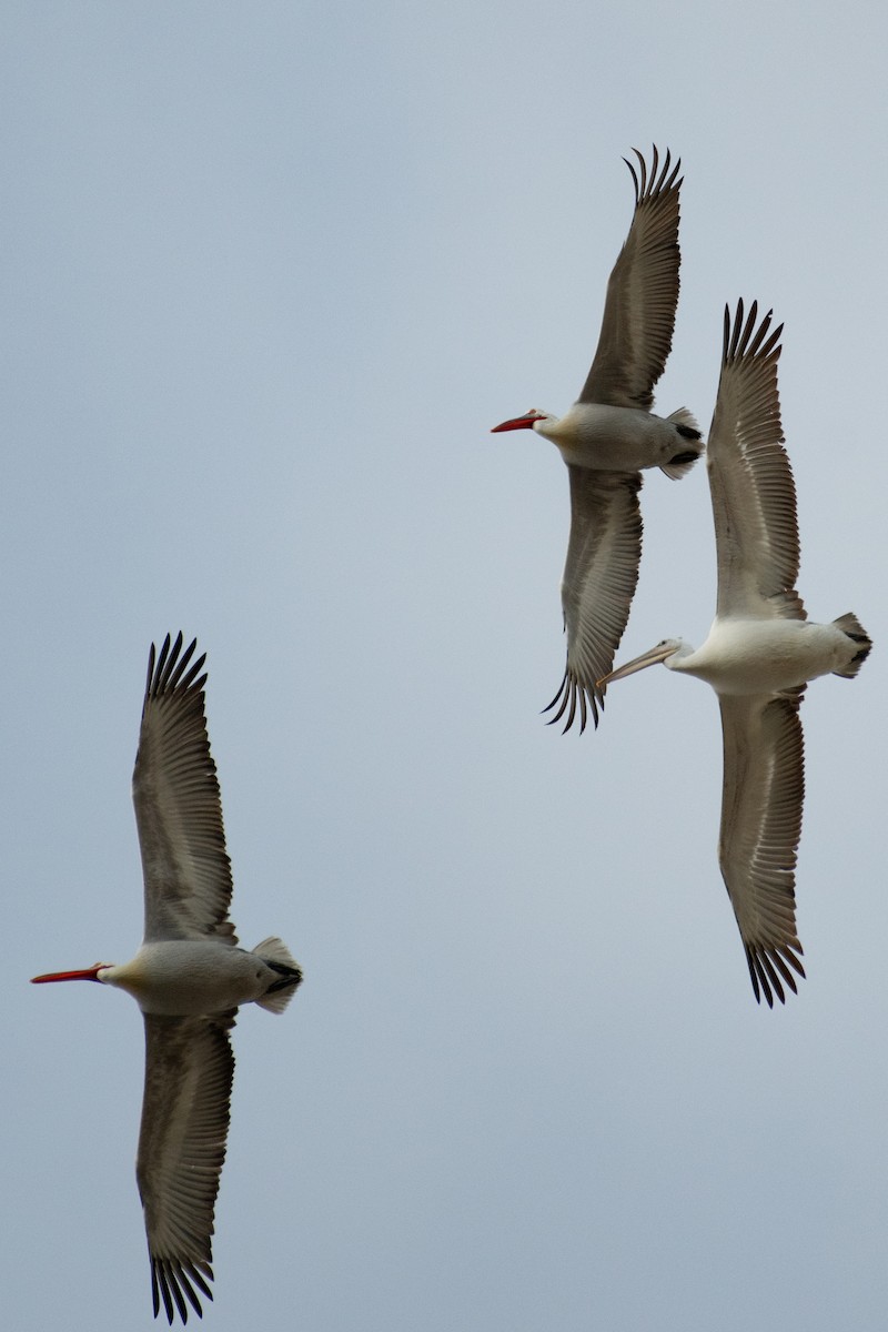 Dalmatian Pelican - ML614457761