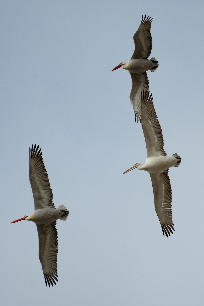 Dalmatian Pelican - Grigory Evtukh