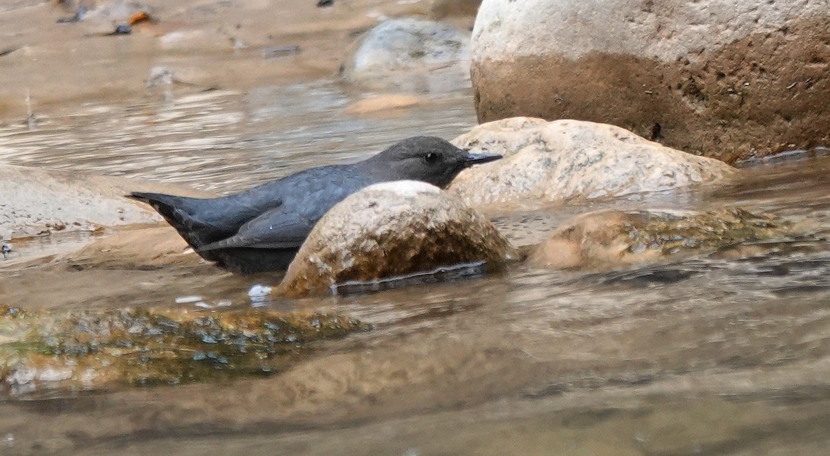 メキシコカワガラス - ML614457789