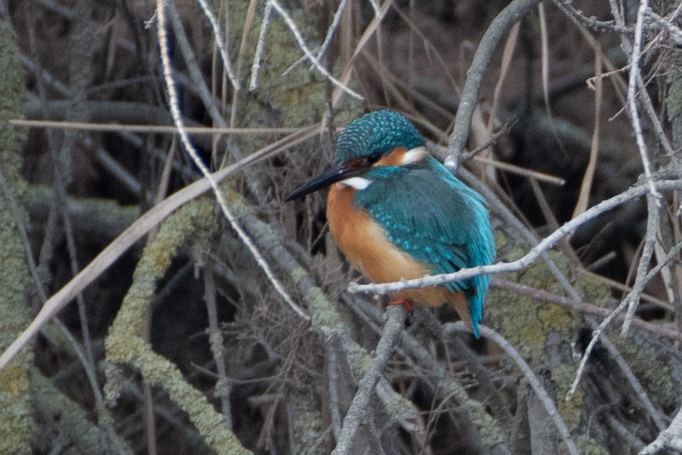 Martin-pêcheur d'Europe - ML614457790