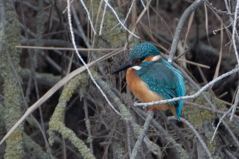 Common Kingfisher - ML614457791