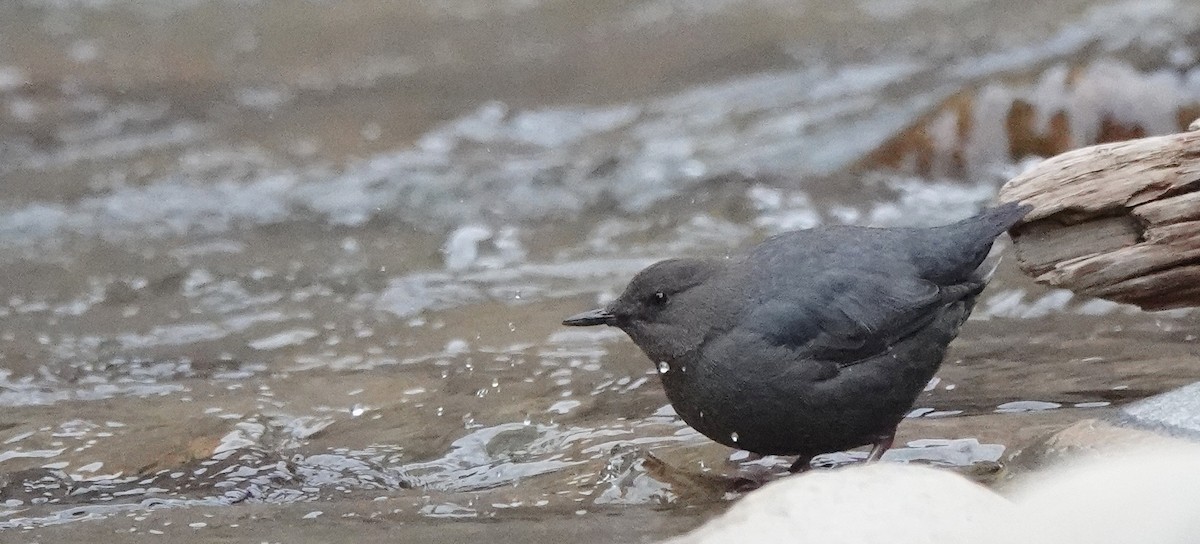 American Dipper - ML614457806