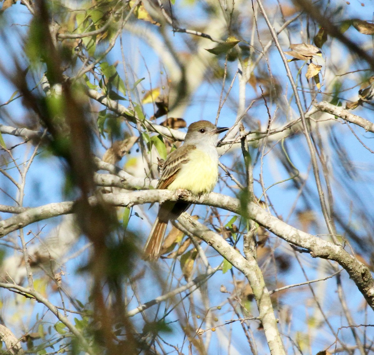 Brown-crested Flycatcher - David  Irons