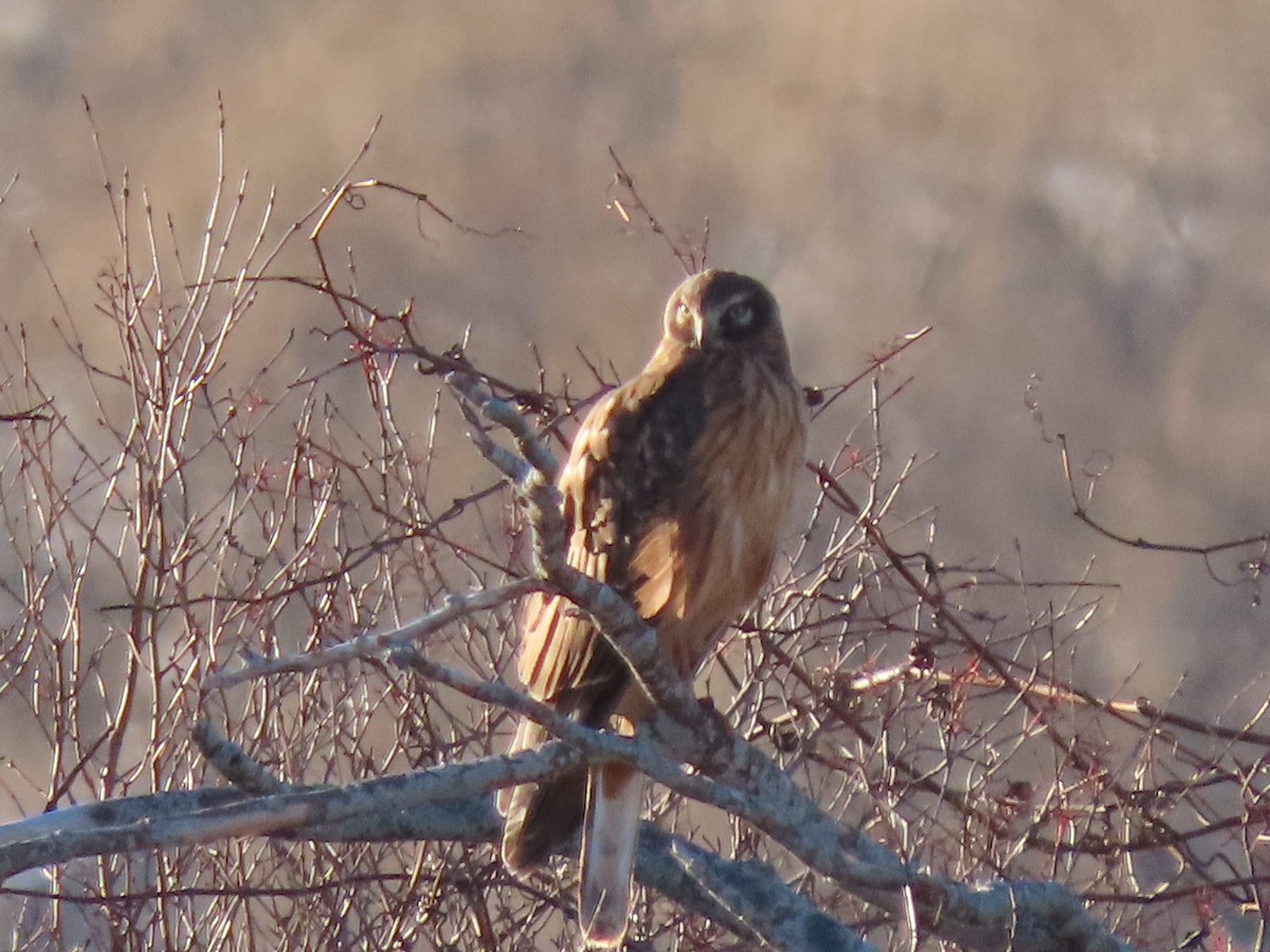 Northern Harrier - ML614457842