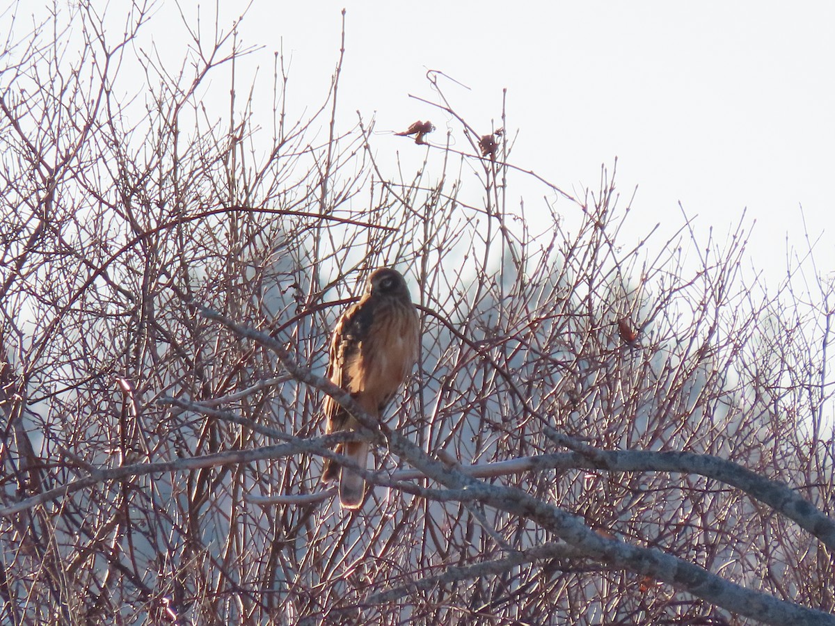 Northern Harrier - ML614457846