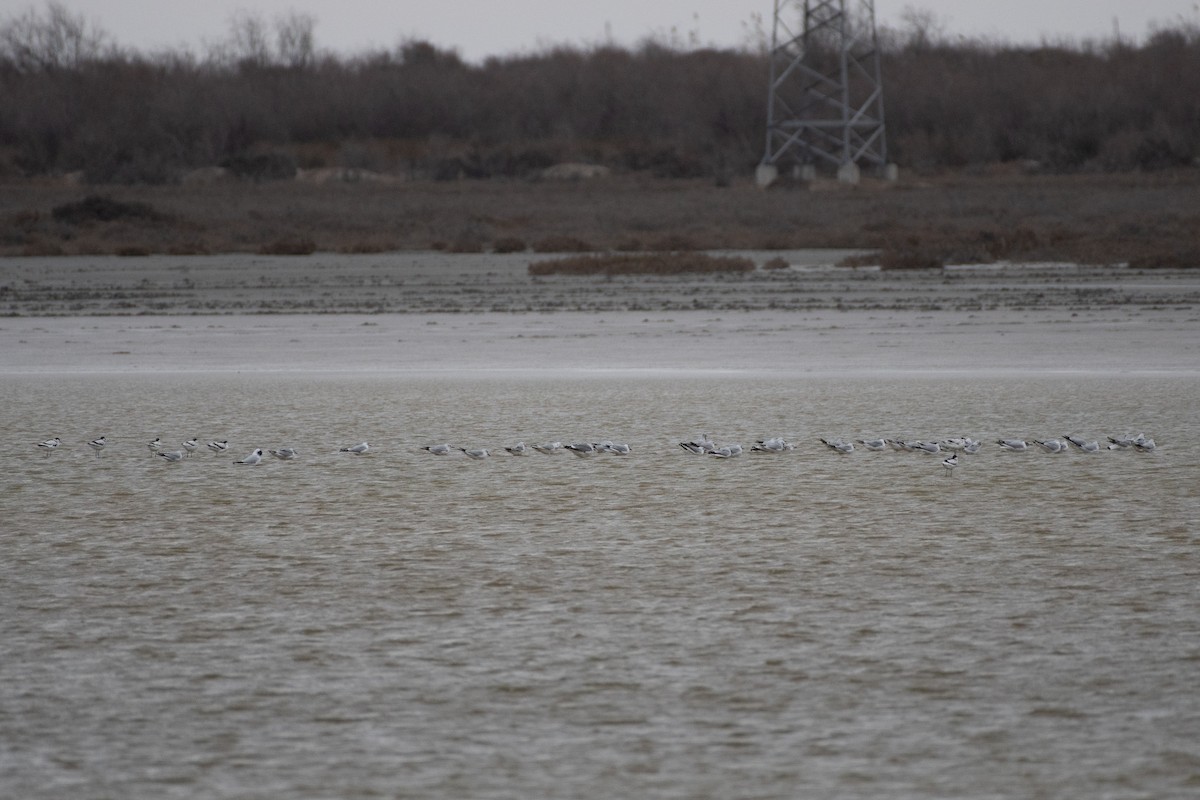 Black-headed Gull - ML614457919