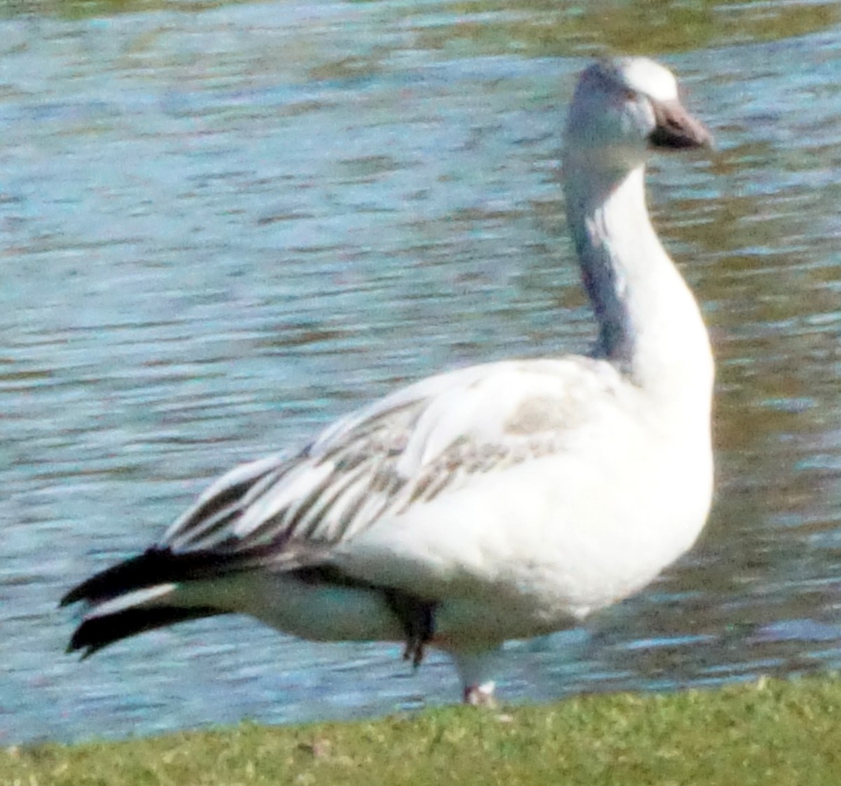 Snow Goose - ML614457972